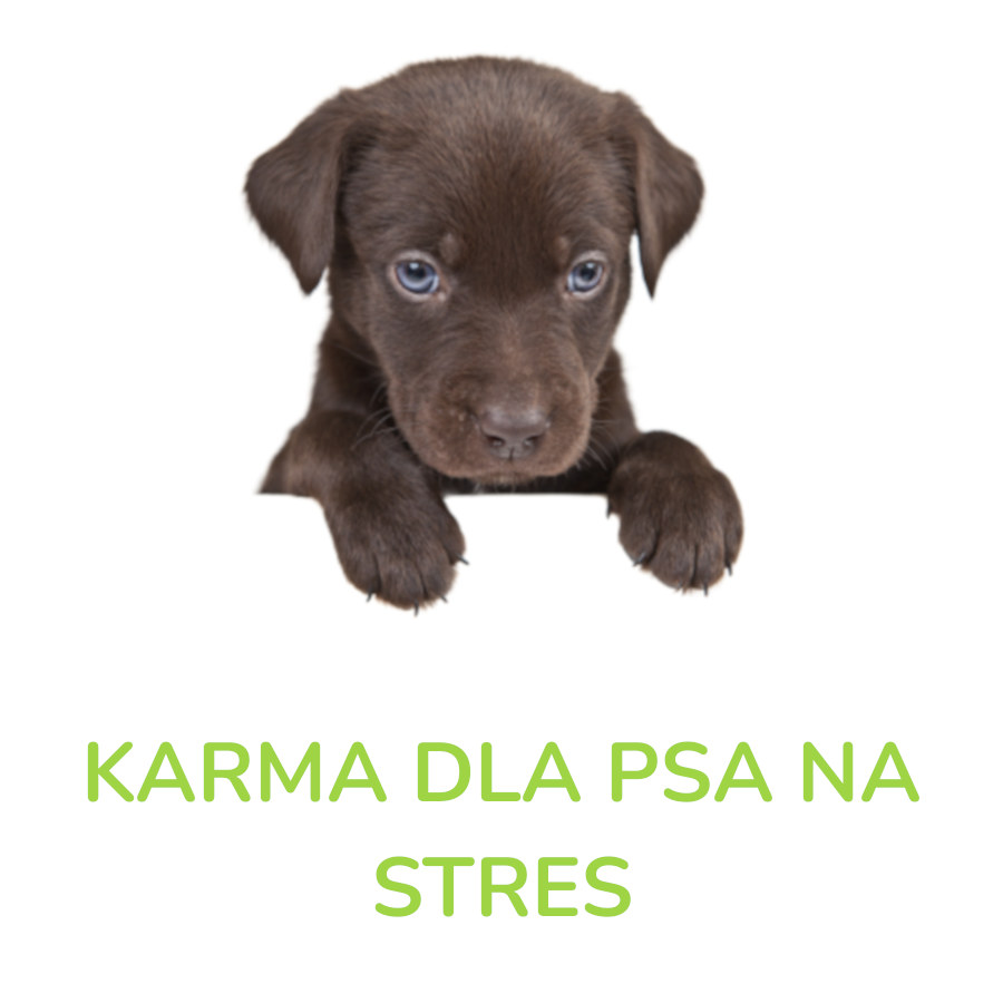 Karma dla psa na stres
