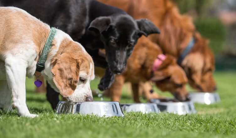 Karma dla psa - jakich karm unikać?