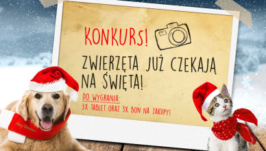 Wyniki konkursu „Zwierzęta już czekają na święta!”