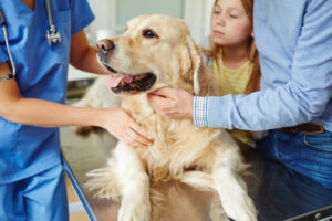 Schorzenia nerek u psa to jedna z częstszych przypadłości, z którą spotykają się opiekunowie zwierząt domowych oraz lekarze weterynarii. Pies z ich niewydolnością wymaga dożywotniej terapii farmakologicznej oraz specjalistycznego żywienia.