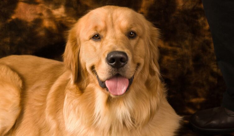 Międzynarodowy Dzień Golden Retrievera