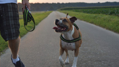 American Staffordshire terrier (Amstaff)