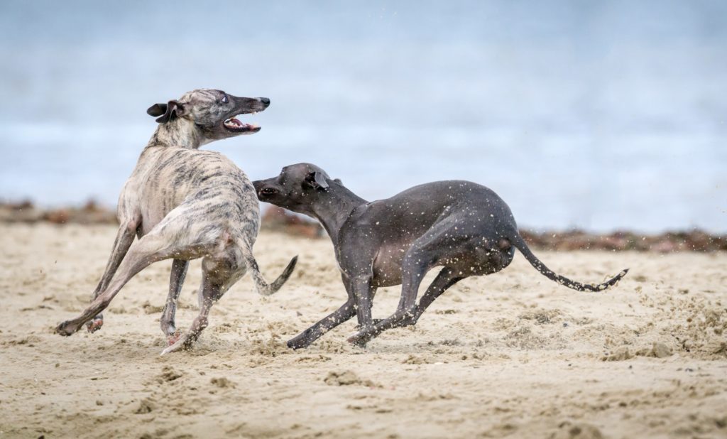 Zdjęcia psów - dwa psy biegające po plaży