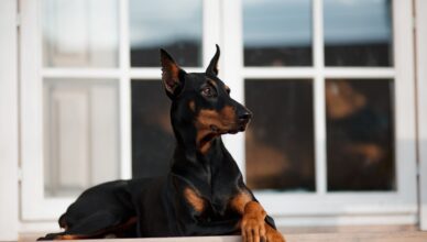 Doberman – oddany pies stróżujący