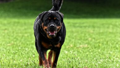 Rottweiler – obrońca rodziny