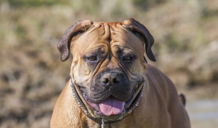 Bullmastiff – pies z wielkim sercem