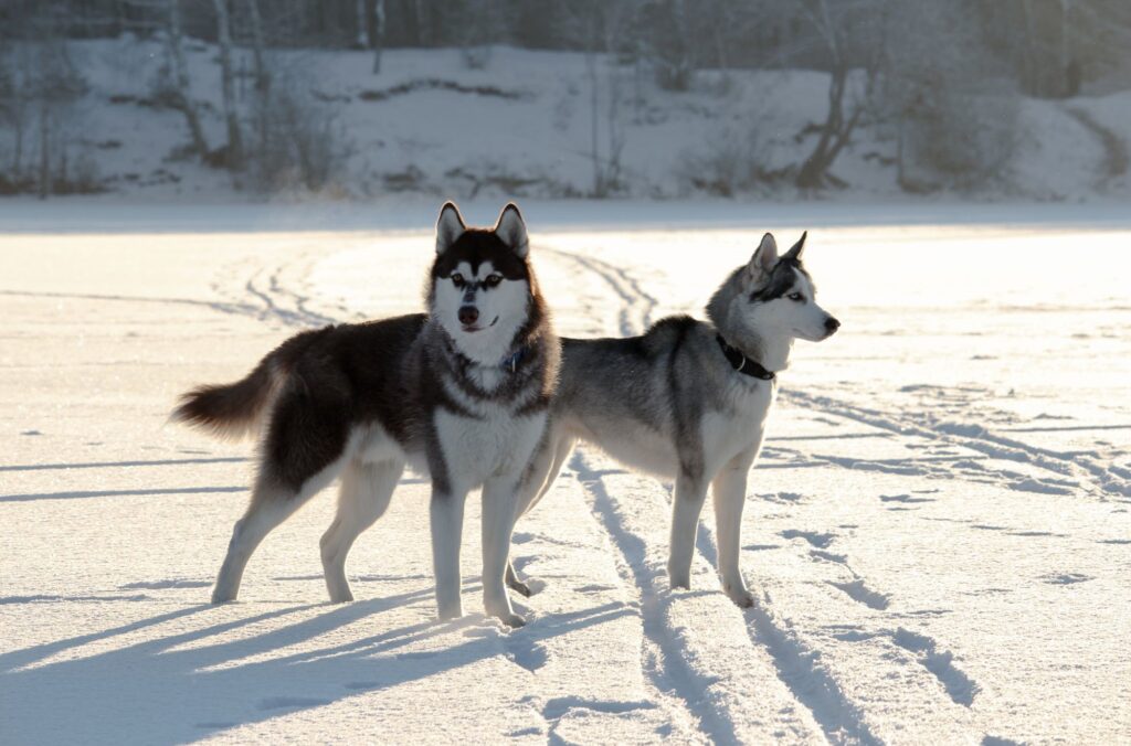 Husky syberyjski a inne zwierzęta domowe