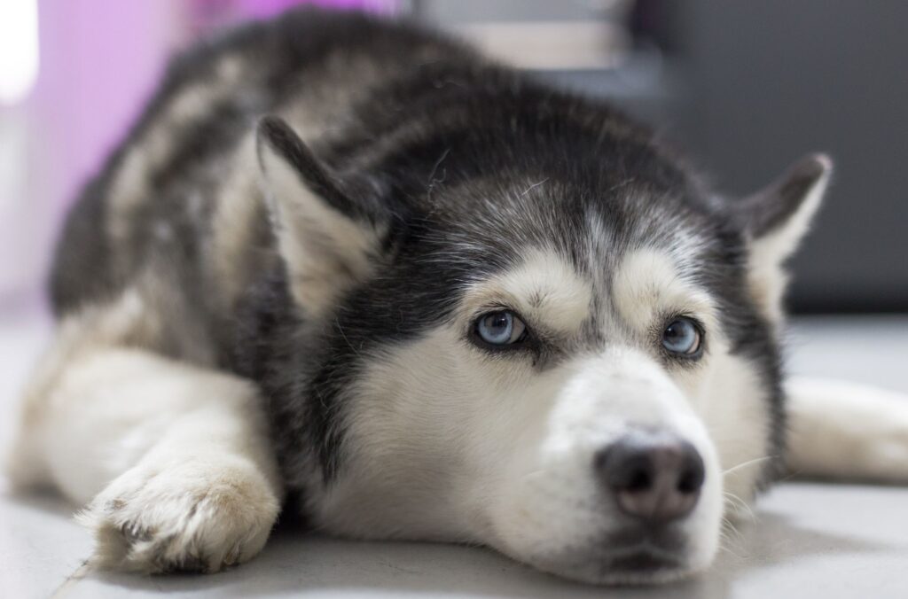 Husky syberyjski - zdrowie i długość życia