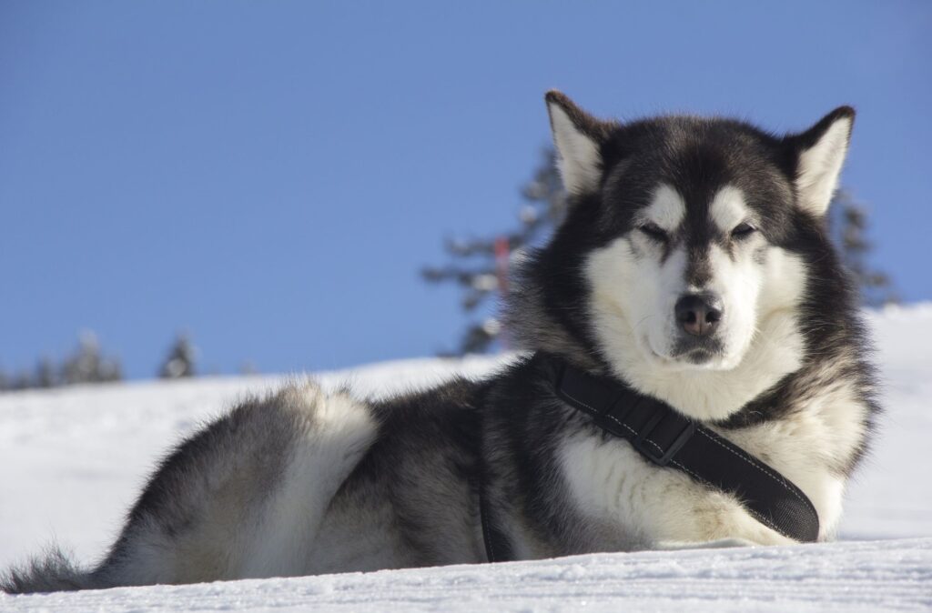 Husky syberyjski - charakter i usposobienie