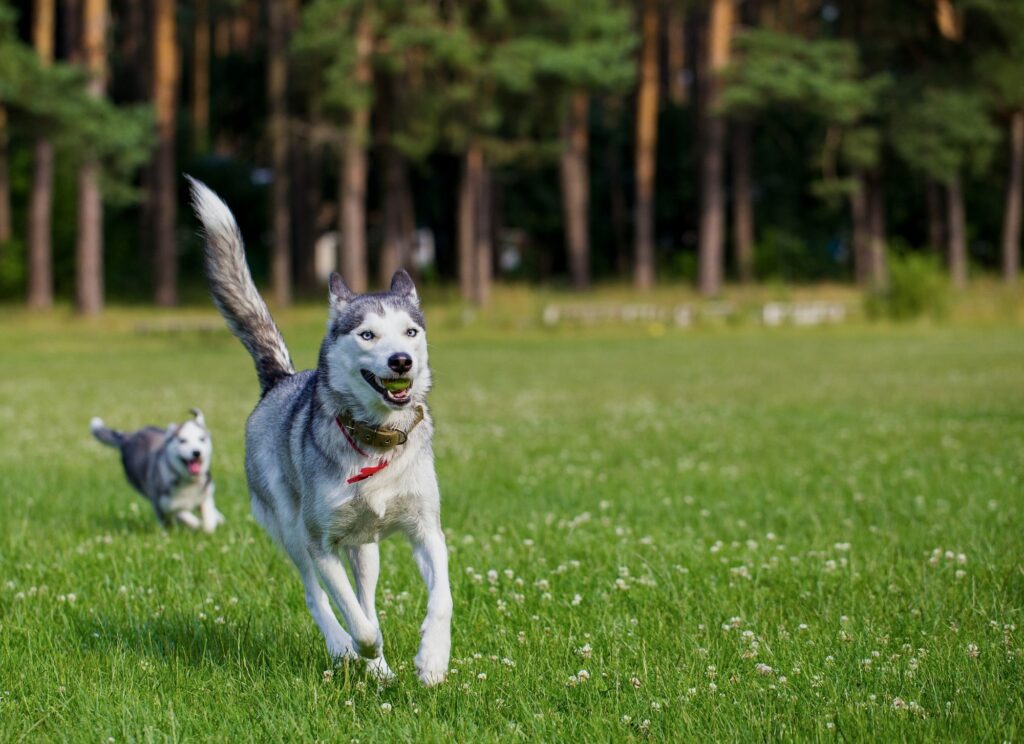 Zabawki dla husky