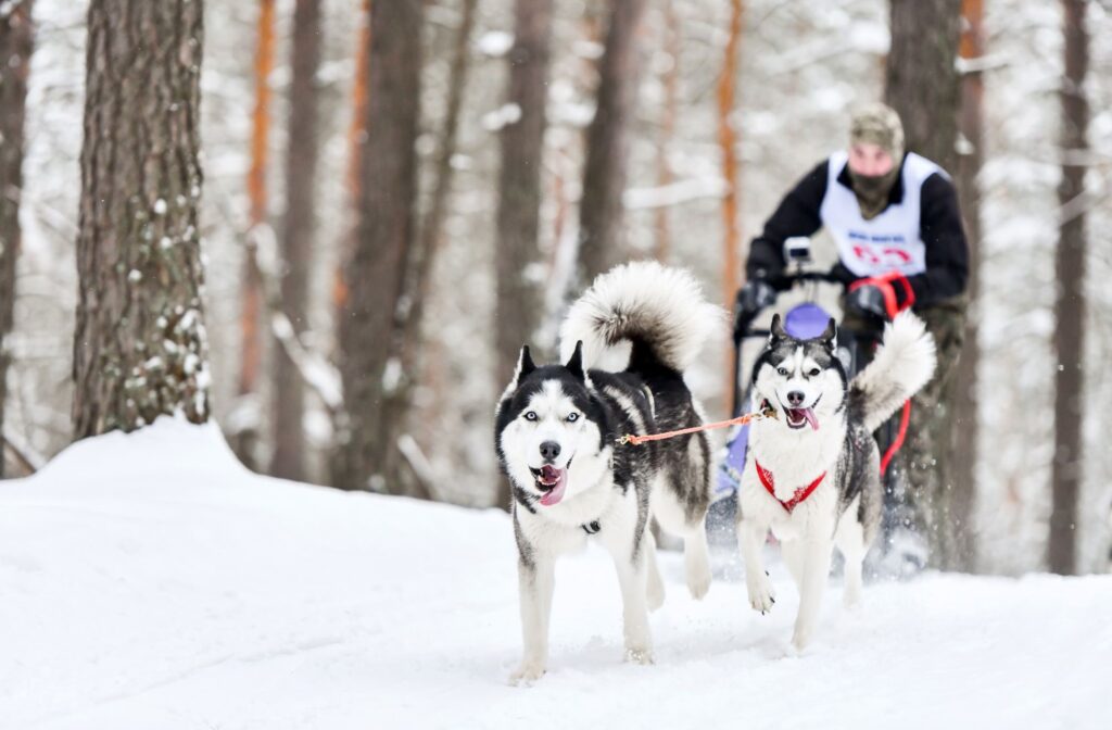 Husky syberyjski - zaprzęgi