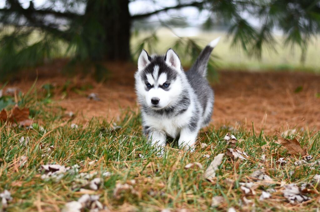 Siberian husky - szczeniaki i hodowla