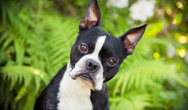 Boston terrier – aktywny pies rodzinny