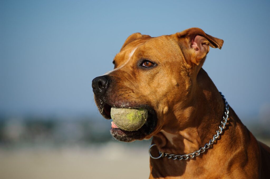 Zabawki dla amerykańskiego pitbulteriera