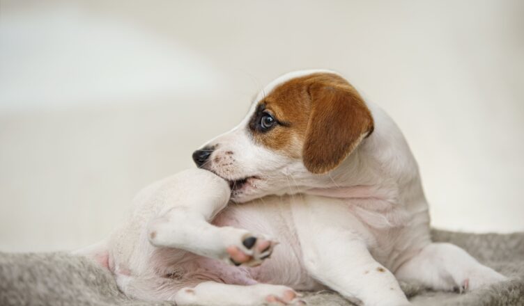 Alergia pokarmowa u psów – jej objawy i konsekwencje