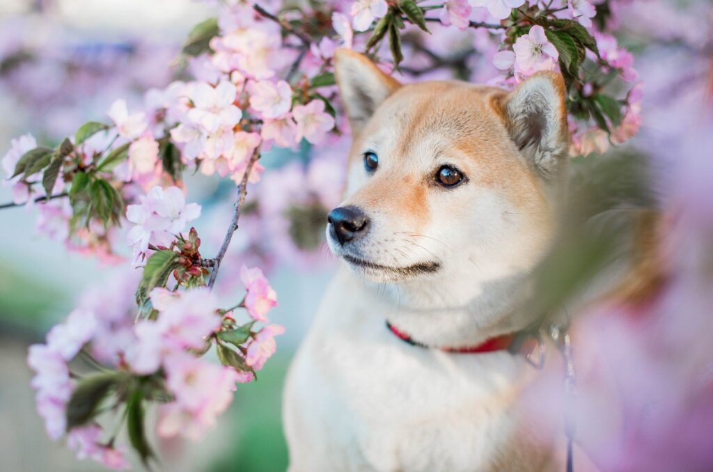 Pielęgnacja shiba inu