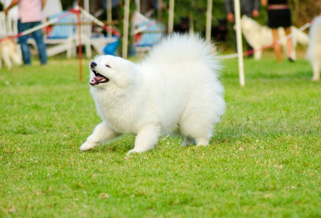 Samojed - podsumowanie