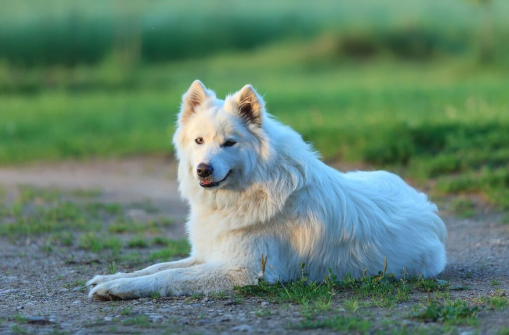 Samojed - wymagania żywieniowe