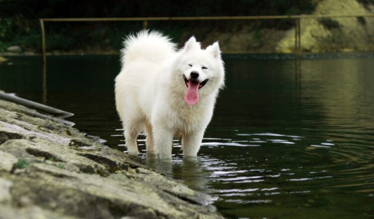 Samojed (samoyed) – najważniejsze cechy rasy