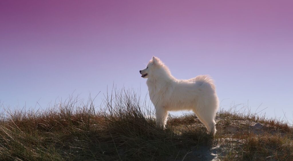 Ciekawostki o samojedach