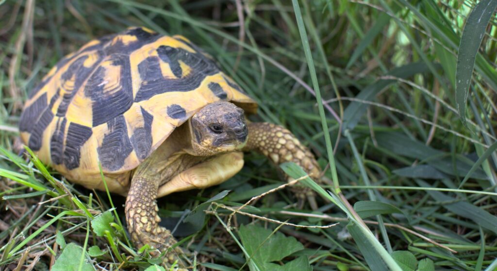 Wyposażenie terrarium dla żółwia