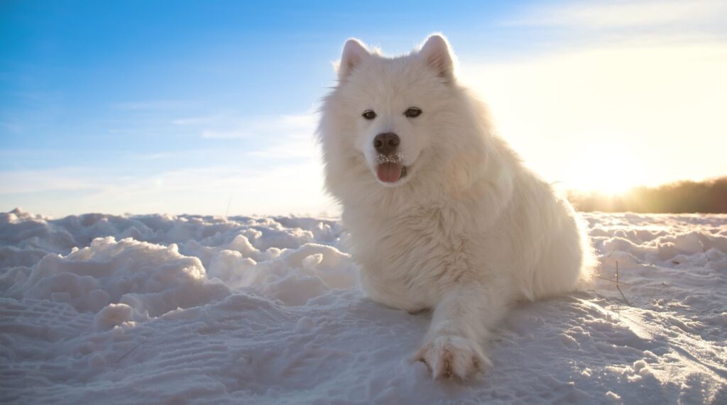 Samojed – historia rasy