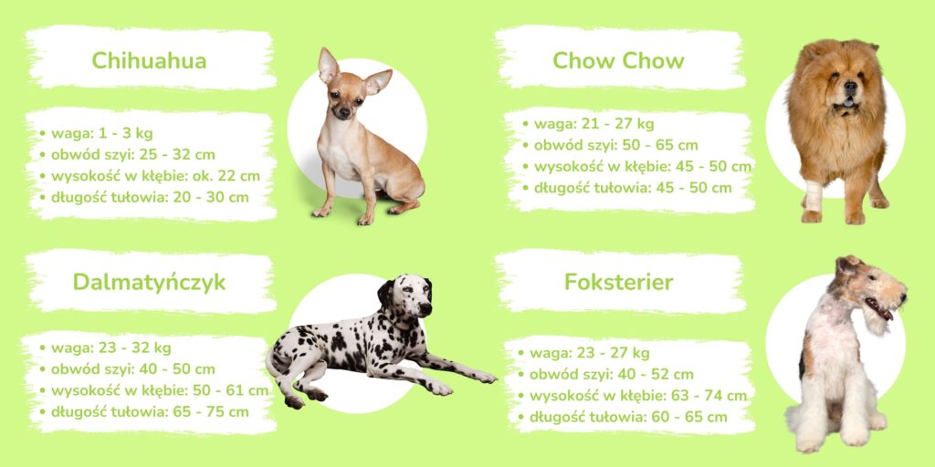 Chihuahua waga: 1 - 3 kg obwód szyi: 25 - 32 cm wysokość w kłębie: ok. 22 cm długość tułowia: 20 - 30 cm Chow Chow waga: 21 - 27 kg obwód szyi: 50 - 65 cm wysokość w kłębie: 45 - 50 cm długość tułowia: 45 - 50 cm Dalmatyńczyk waga: 23 - 32 kg obwód szyi: 40 - 50 cm wysokość w kłębie: 50 - 61 cm długość tułowia: 65 - 75 cm Foksterier waga: 23 - 27 kg obwód szyi: 40 - 52 cm wysokość w kłębie: 63 - 74 cm długość tułowia: 60 - 65 cm