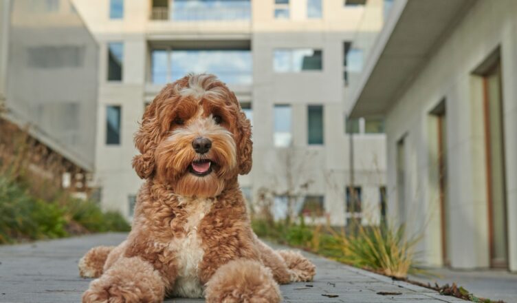 Labradoodle – opis i charakterystyka