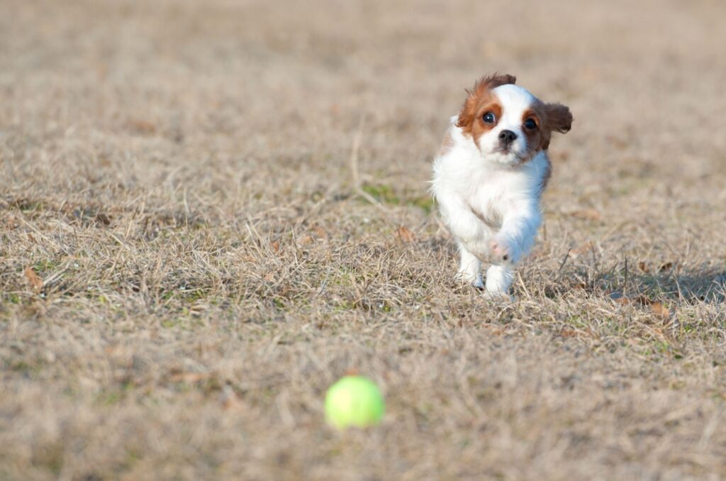 Zabawki dla cavalier king charles spaniela