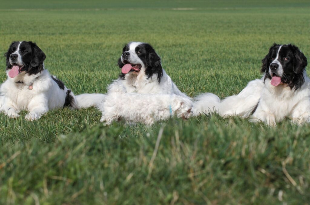 Landseer - charakter i usposobienie