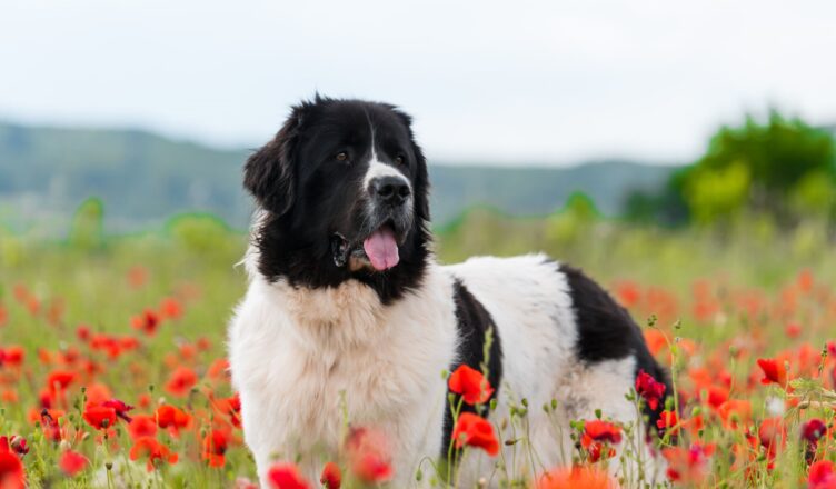 Landseer – łagodny pies stróżujący