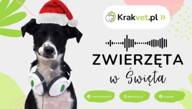 PODCAST: Zwierzęta w Święta, czyli jak zaopiekować się naszymi pupilami?