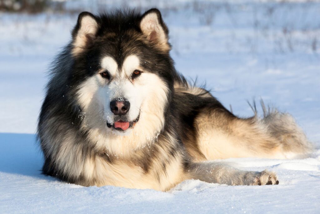 Pielęgnacja alaskan malamute