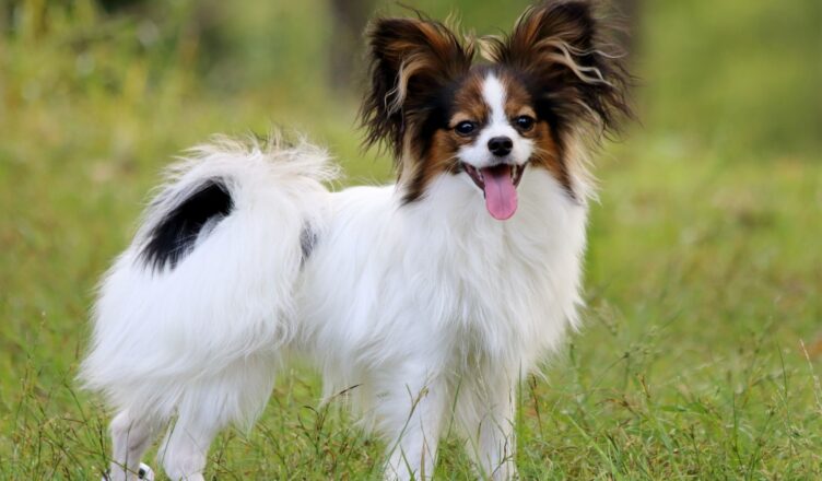 Papillon, czyli spaniel kontynentalny