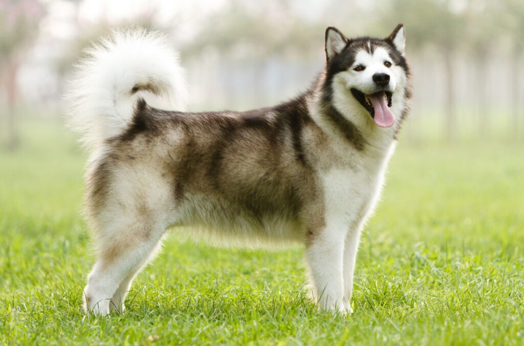 Wygląd i wzorzec rasy alaskan malamute