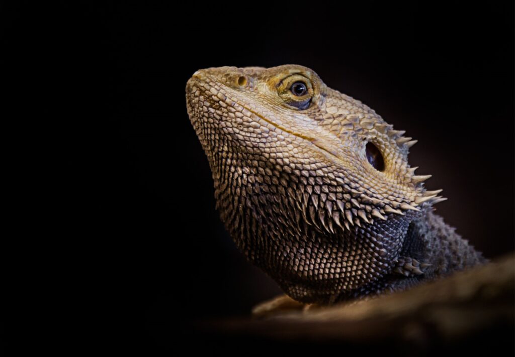 Agama brodata – charakterystyka jaszczurki