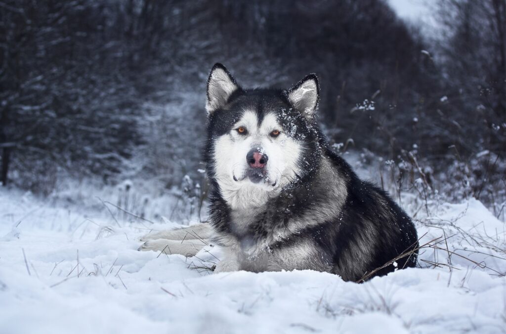 Historia rasy alaskan malamute