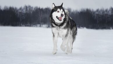 Alaskan malamute (malamut)