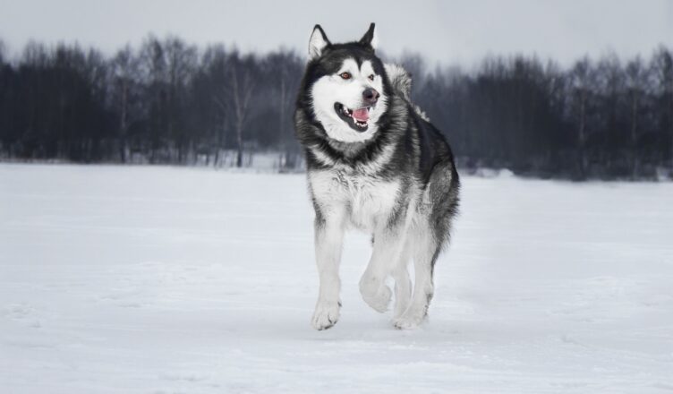 Alaskan malamute (malamut)