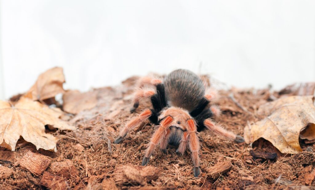 Pająki - Brachypelma 