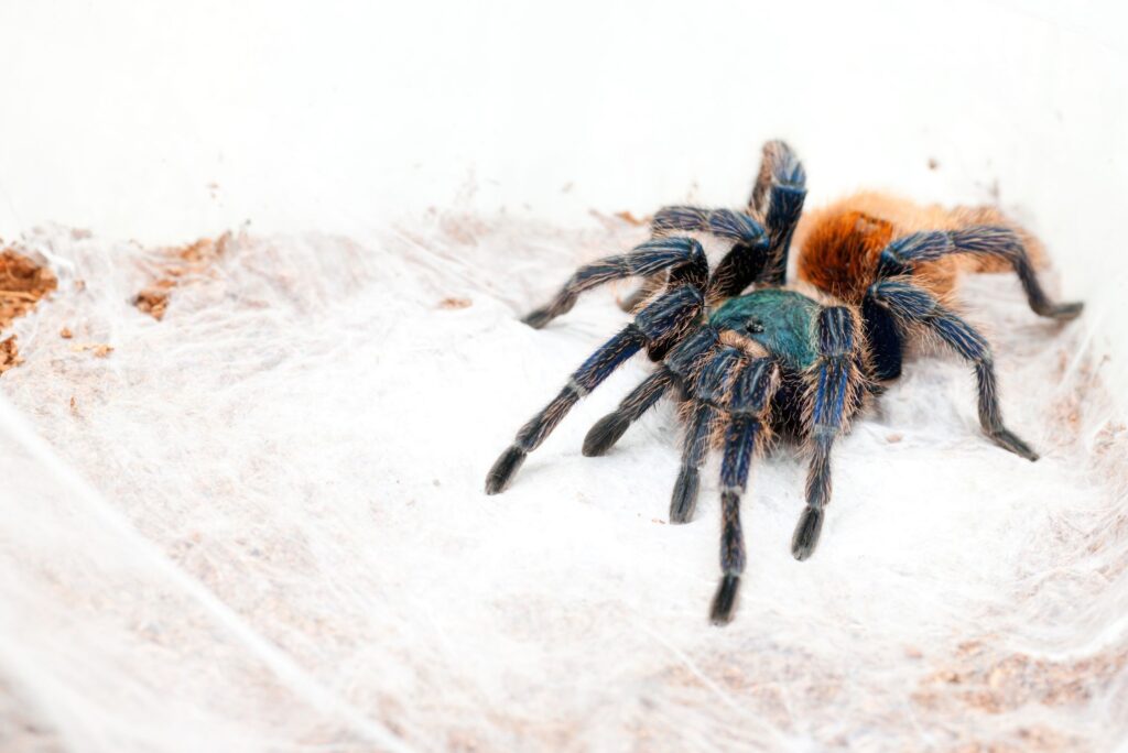 Pająki - Chromatopelma cyaneopubescens