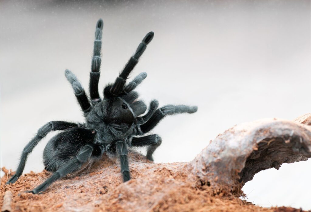 Grammostola 