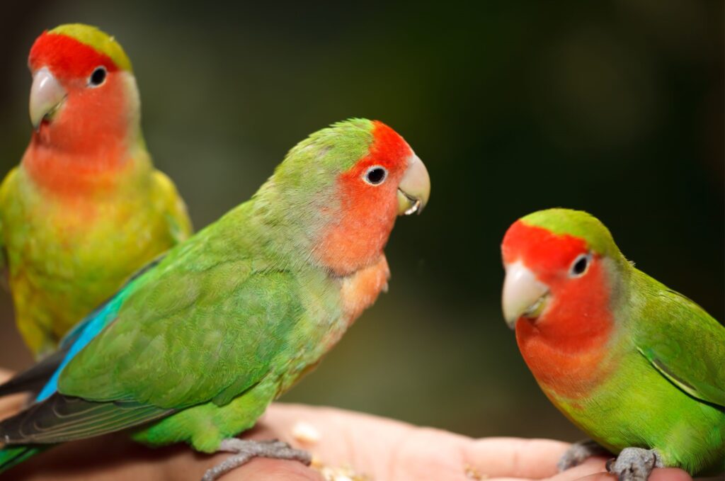 Papużka nierozłączka (Agapornis)