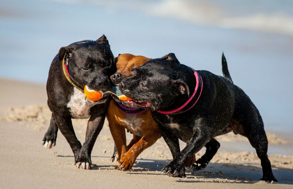 Staffordshire Bull Terrier a inne zwierzęta domowe