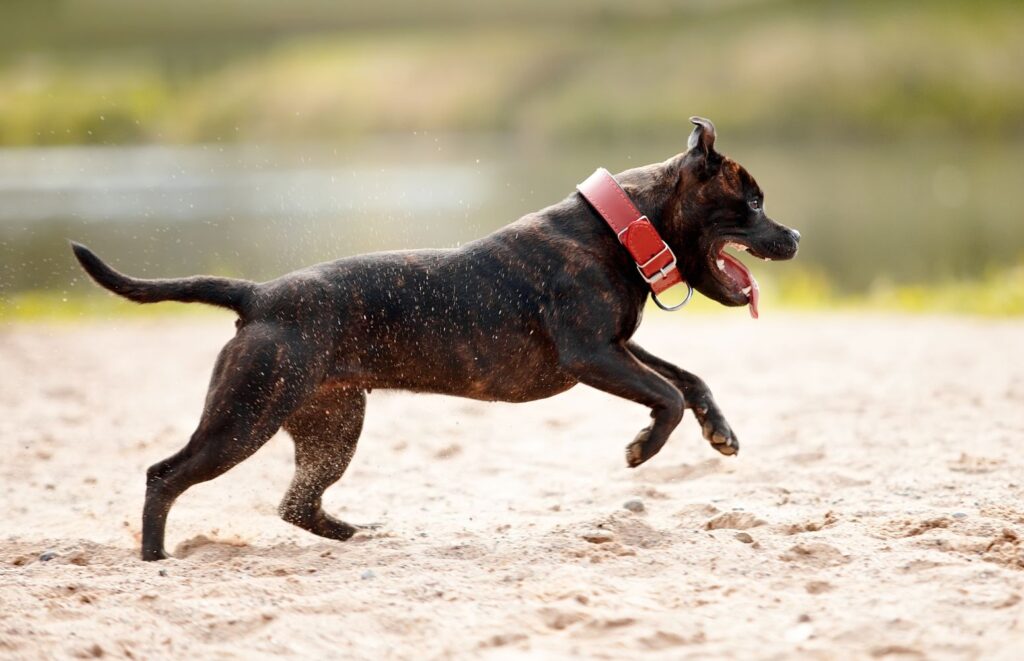 Zabawki dla Staffordshire Bull Terriera