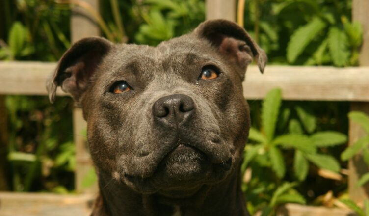 Staffordshire Bull Terrier (Staffik)