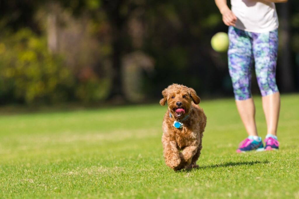 Zabawki dla goldendoodle