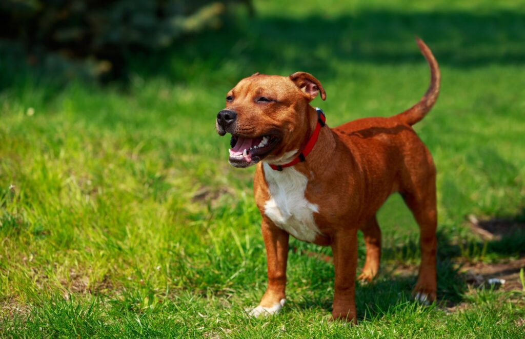 Staffordshire Bull Terrier - charakter i usposobienie