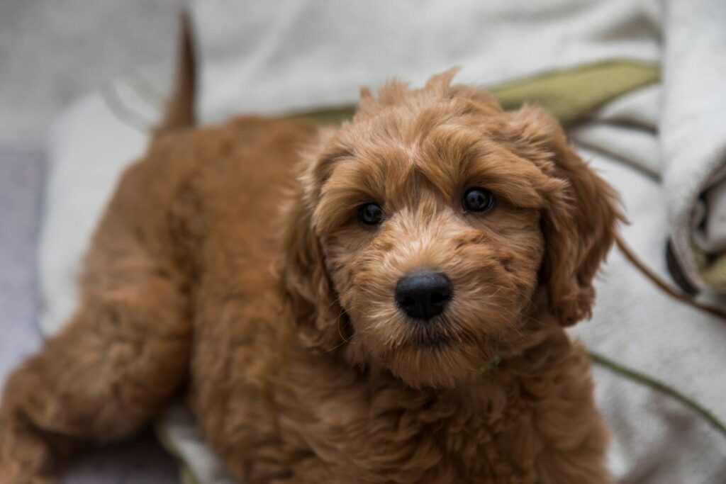 Goldendoodle - charakter i usposobienie