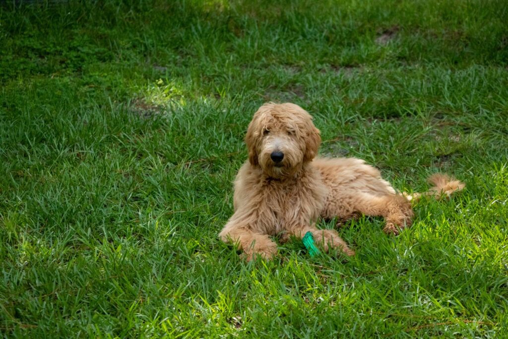 Wychowanie i tresura goldendoodle